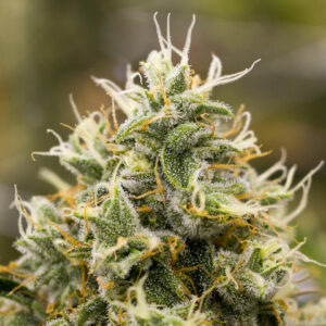 Indica Weed Strains Online Europe