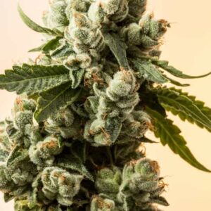 Sativa Marijuana Strains Europe